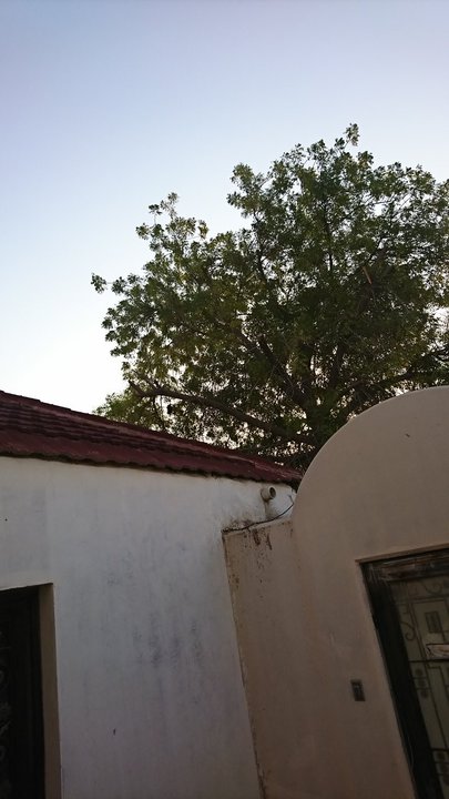 مشاركاتي في أنت الراصد