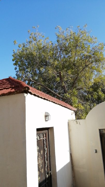 مشاركاتي في أنت الراصد