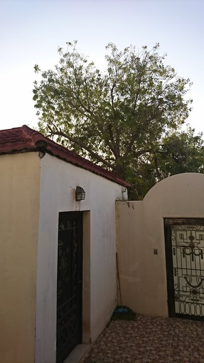 مشاركاتي في أنت الراصد