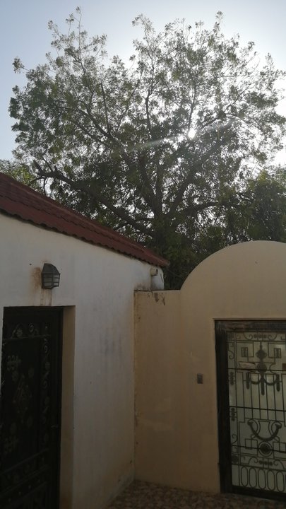 مشاركاتي في أنت الراصد