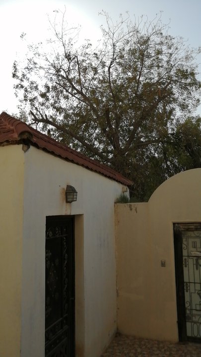 مشاركاتي في أنت الراصد