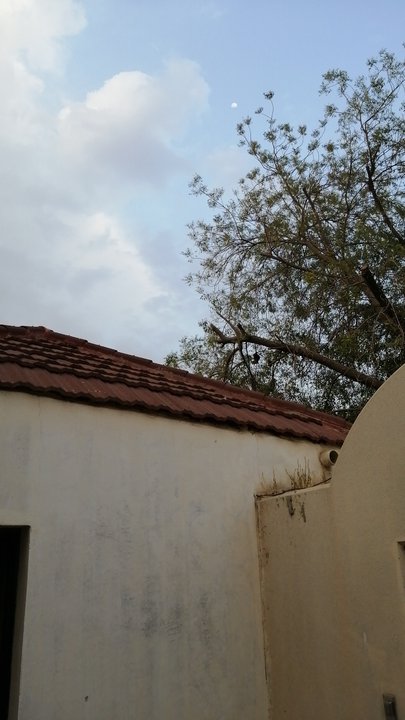 مشاركاتي في أنت الراصد