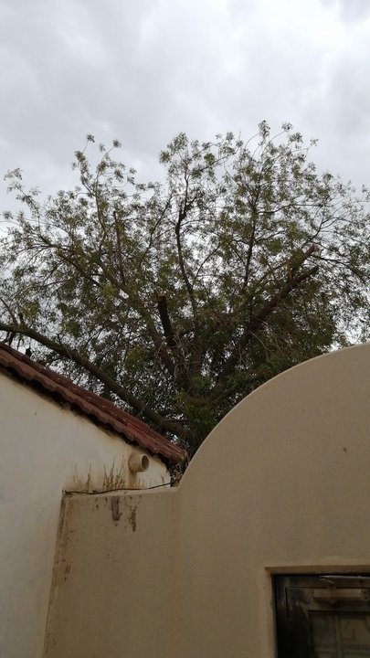 مشاركاتي في أنت الراصد