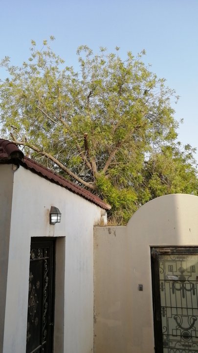 مشاركاتي في أنت الراصد