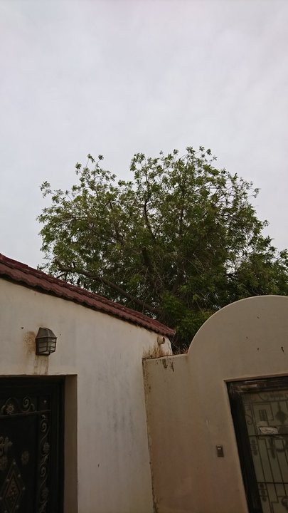 مشاركاتي في أنت الراصد