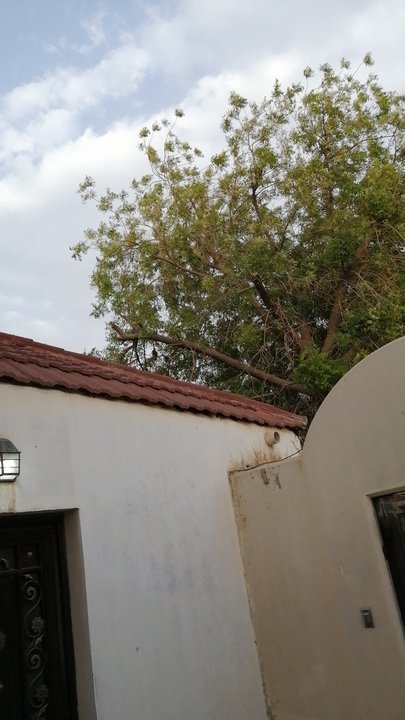 مشاركاتي في أنت الراصد