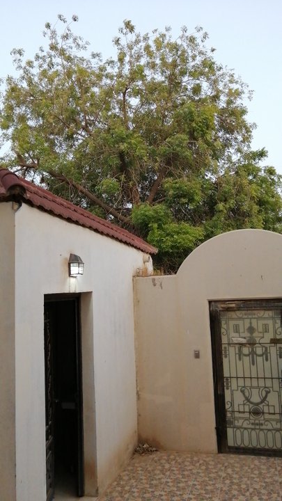 مشاركاتي في أنت الراصد