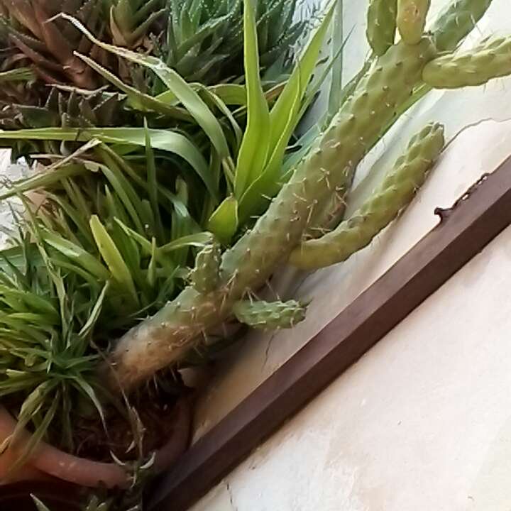 Mes publications Crowdsourcing