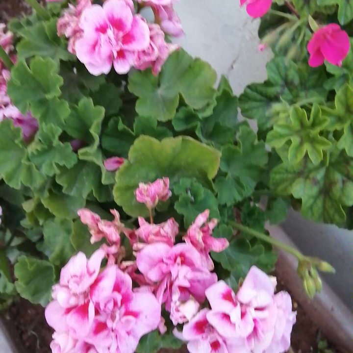 Mes publications Crowdsourcing