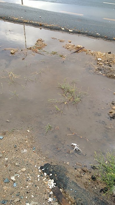 مشاركاتي في أنت الراصد