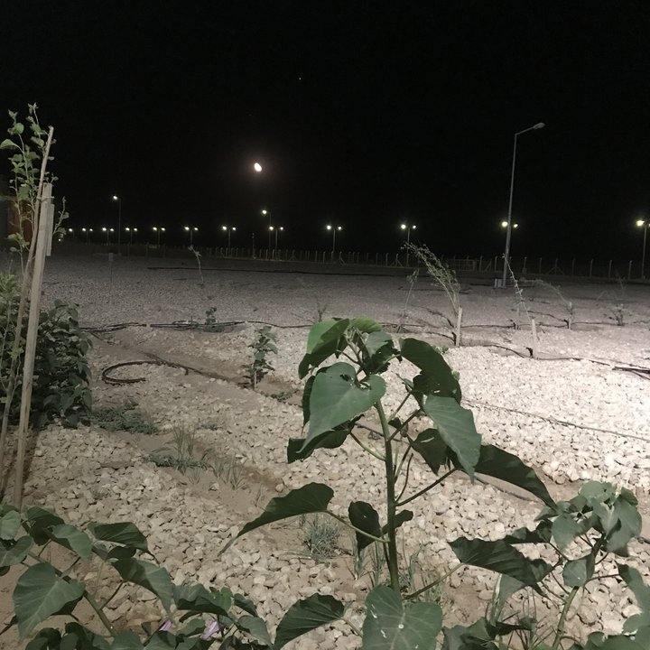 مشاركاتي في أنت الراصد