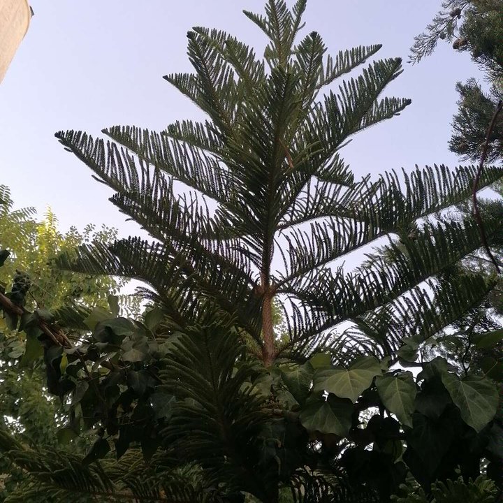 مشاركاتي في أنت الراصد