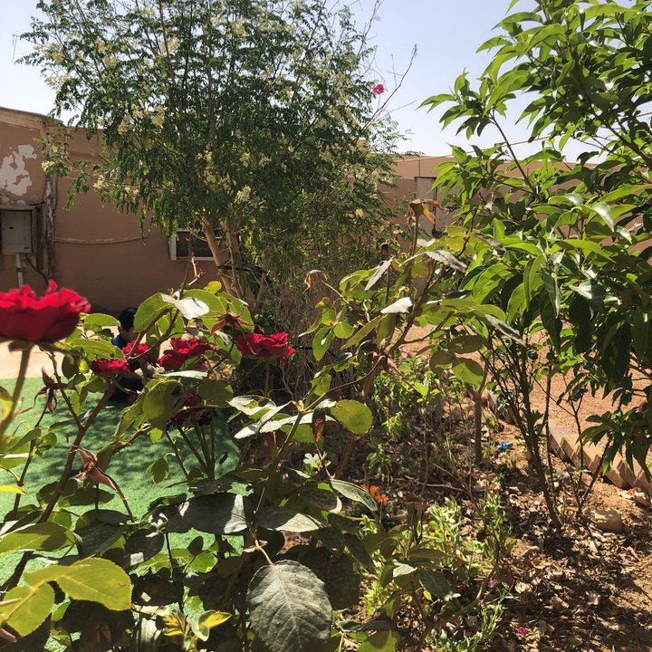 مشاركاتي في أنت الراصد