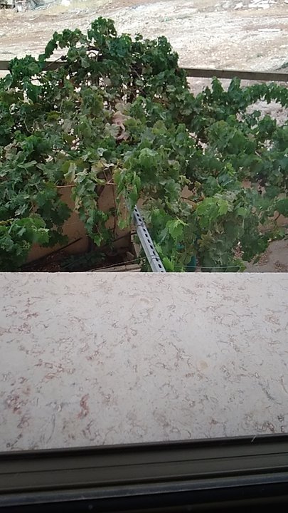 مشاركاتي في أنت الراصد