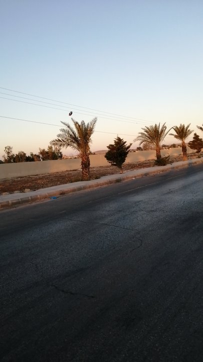 مشاركاتي في أنت الراصد