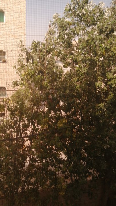 مشاركاتي في أنت الراصد