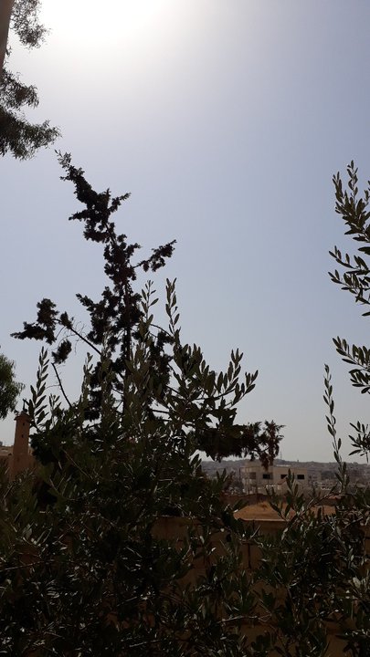 مشاركاتي في أنت الراصد