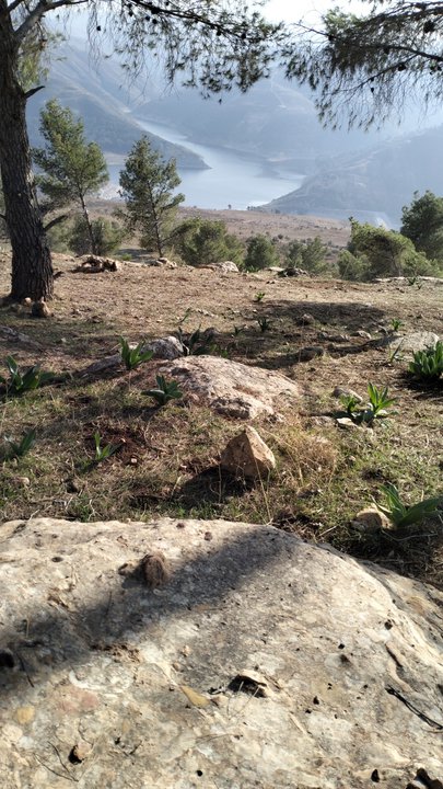 مشاركاتي في أنت الراصد