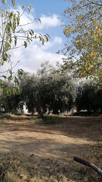 مشاركاتي في أنت الراصد