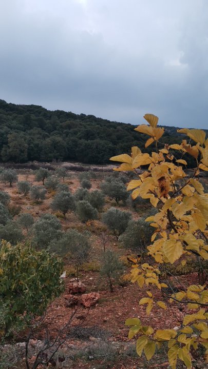 مشاركاتي في أنت الراصد