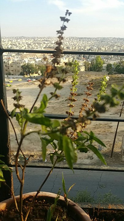 مشاركاتي في أنت الراصد