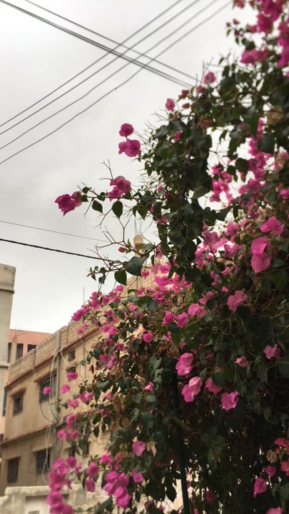 مشاركاتي في أنت الراصد