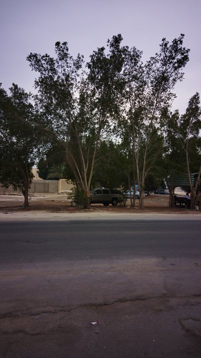 مشاركاتي في أنت الراصد