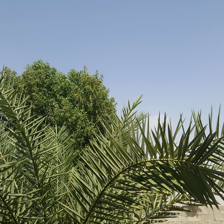 مشاركاتي في أنت الراصد