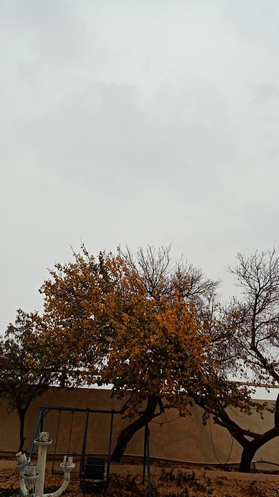 مشاركاتي في أنت الراصد