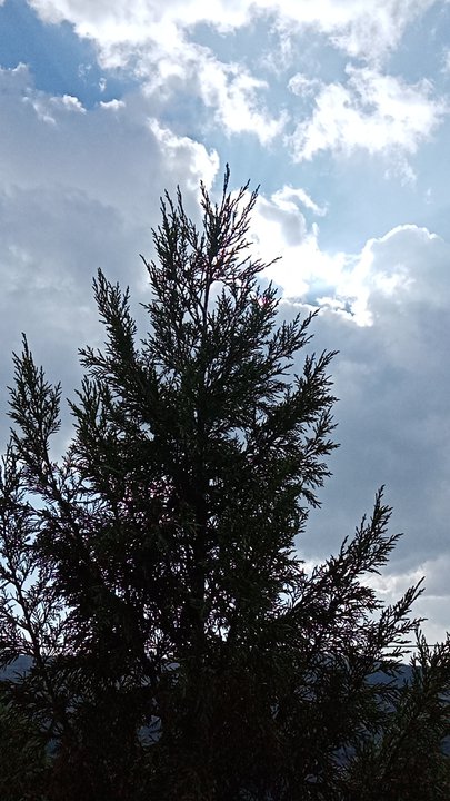 مشاركاتي في أنت الراصد