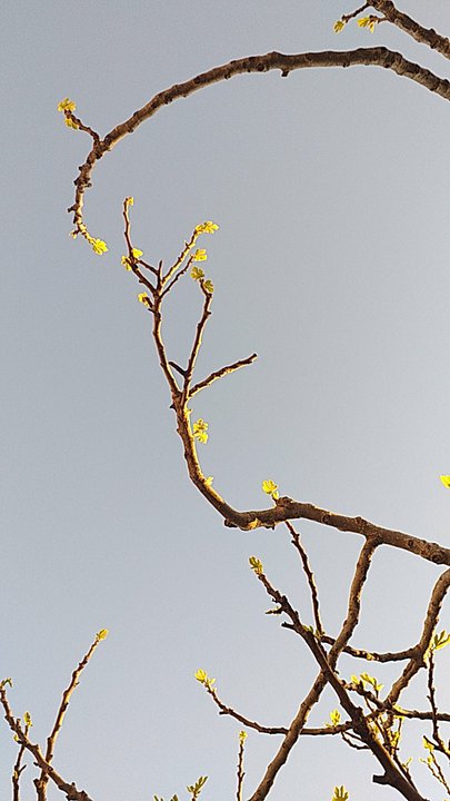 مشاركاتي في أنت الراصد