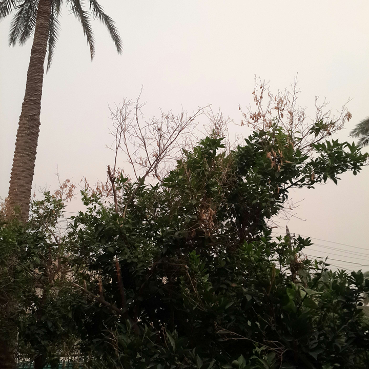 مشاركاتي في أنت الراصد