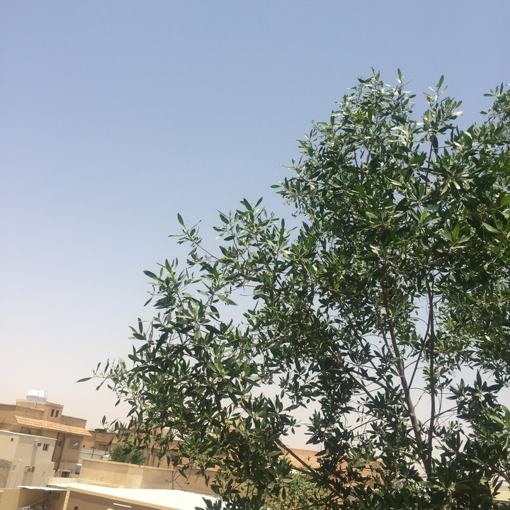 مشاركاتي في أنت الراصد