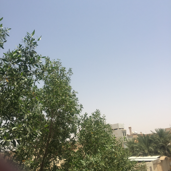 مشاركاتي في أنت الراصد