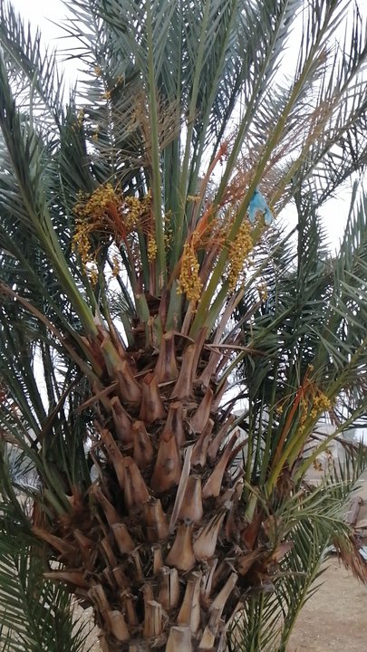 مشاركاتي في أنت الراصد