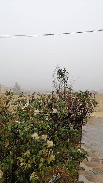 مشاركاتي في أنت الراصد