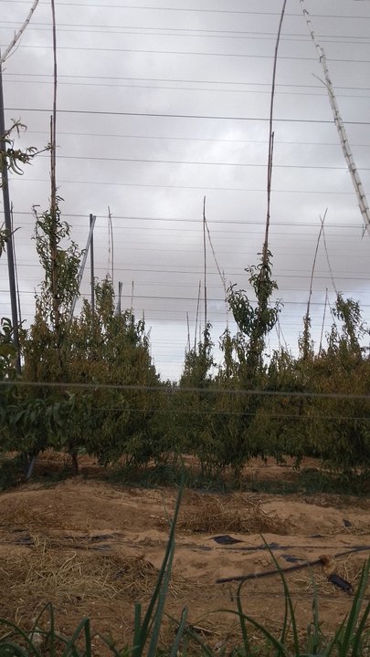 مشاركاتي في أنت الراصد