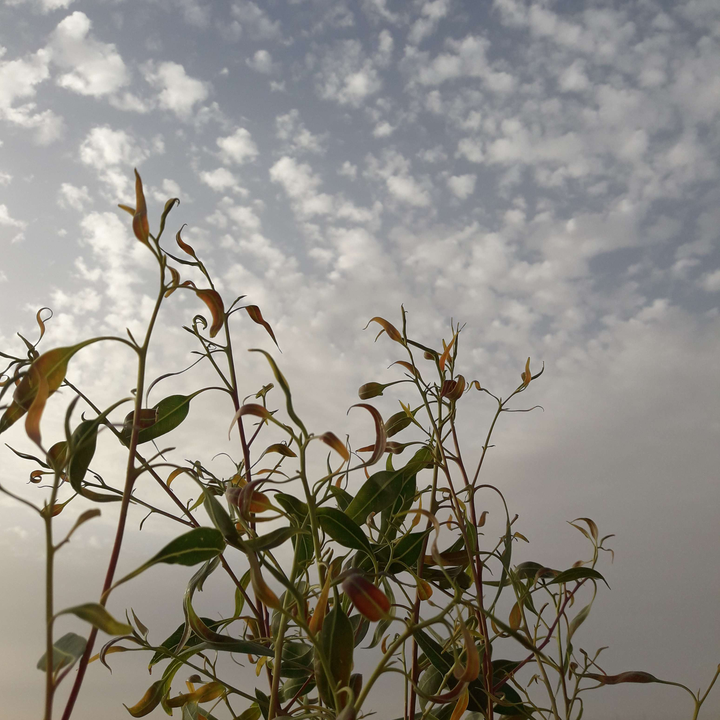 مشاركاتي في أنت الراصد