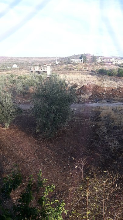 مشاركاتي في أنت الراصد