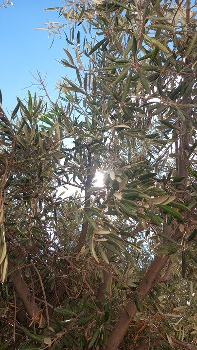 مشاركاتي في أنت الراصد