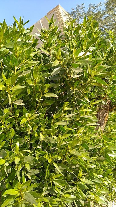 مشاركاتي في أنت الراصد