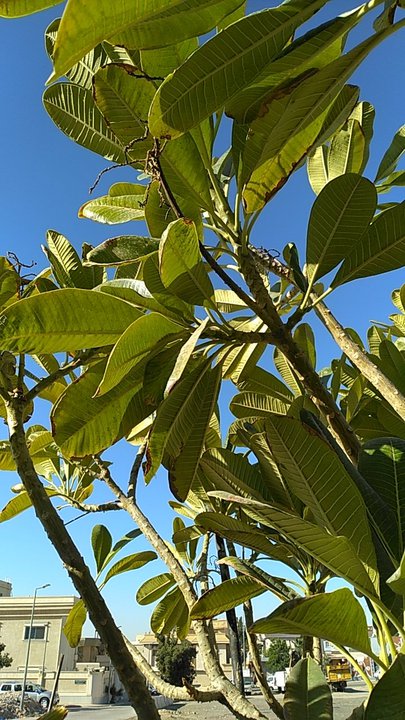 مشاركاتي في أنت الراصد