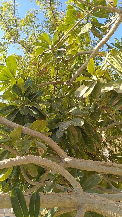 مشاركاتي في أنت الراصد