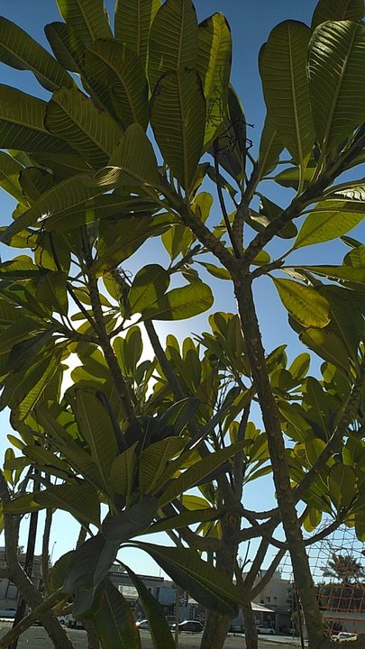 مشاركاتي في أنت الراصد