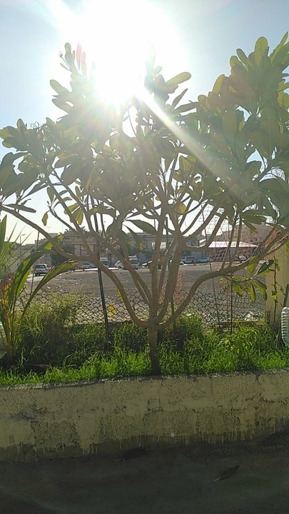 مشاركاتي في أنت الراصد