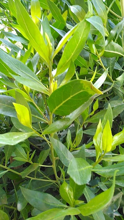 مشاركاتي في أنت الراصد