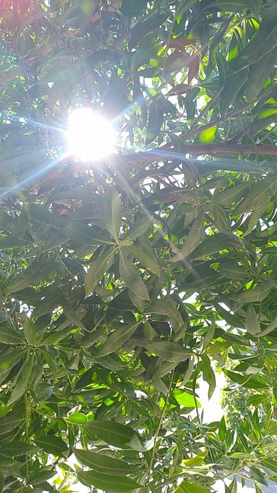 مشاركاتي في أنت الراصد