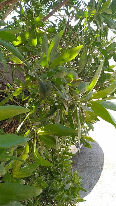 مشاركاتي في أنت الراصد