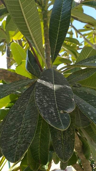 مشاركاتي في أنت الراصد