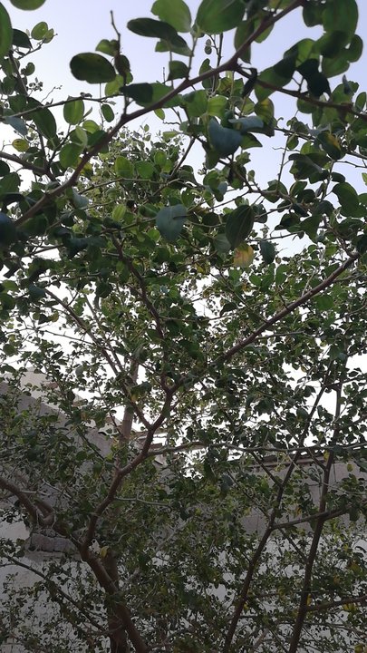 مشاركاتي في أنت الراصد